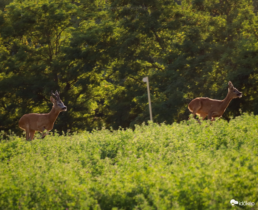 Végre sikerült :) . A két őz, akiket már korábban is láttam, de sajnos nem sikerült lefotózni, végre előjöttek ismét és sikerült őket megörökíteni :)