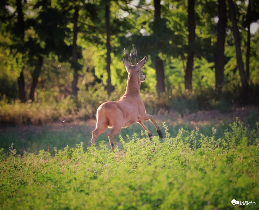 Őzbak megunta a fotózást és inkább elugrált ☺️