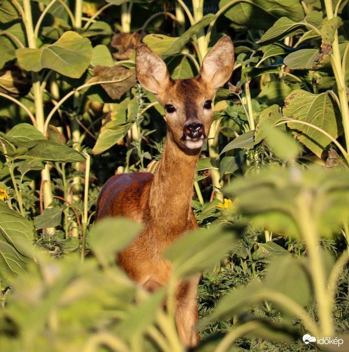 Egész közel engedett ☺️