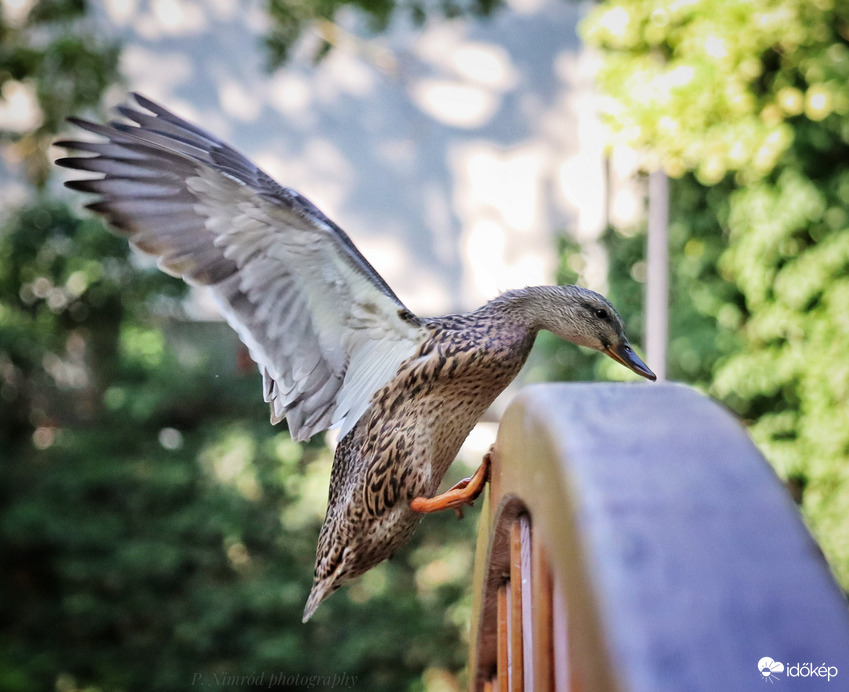 Tőkés réce próbál landolni ☺️