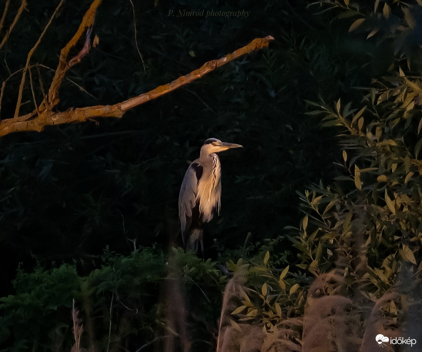 Naplementében megvilágítva ☺️