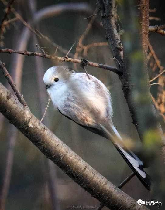 Kis cuki tollgombóc ☺️