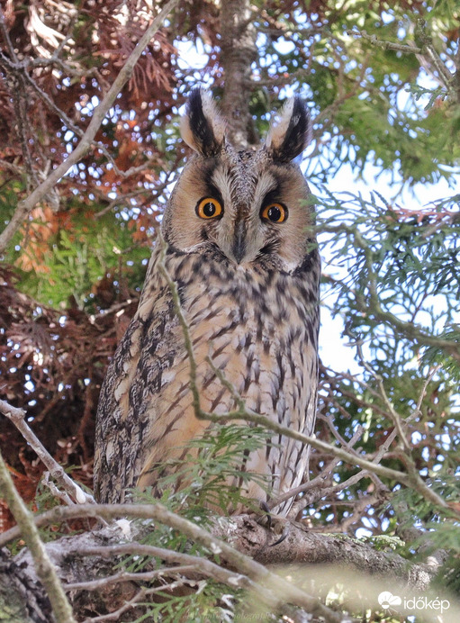 Kis kíváncsi ☺️
