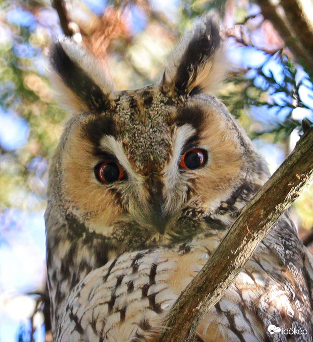 Erdei fülesbagoly portré ☺️
