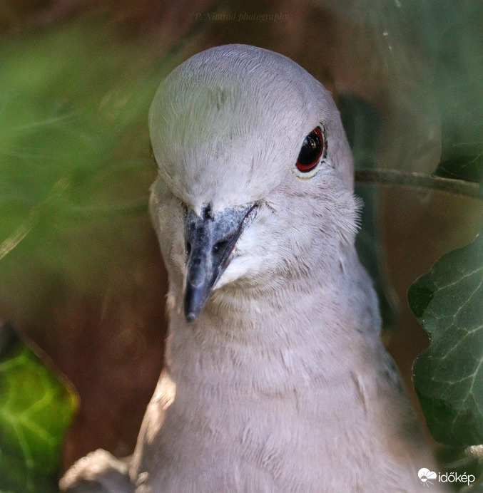 Balkáni gerle portréja ☺️