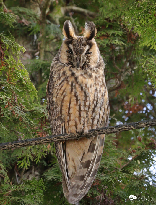 Még tegnapról :) Most nem nagyon akart rejtőzködni szerencsére :) 