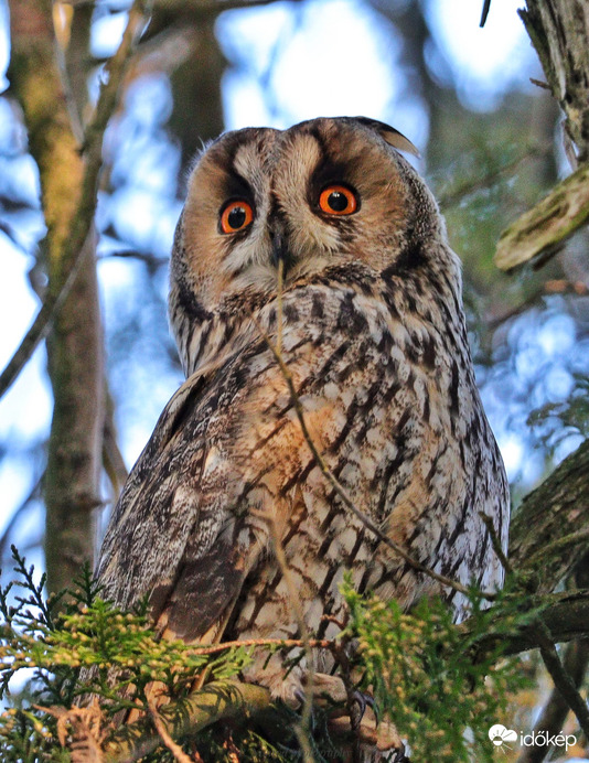 Zsákmányra várva ☺️
