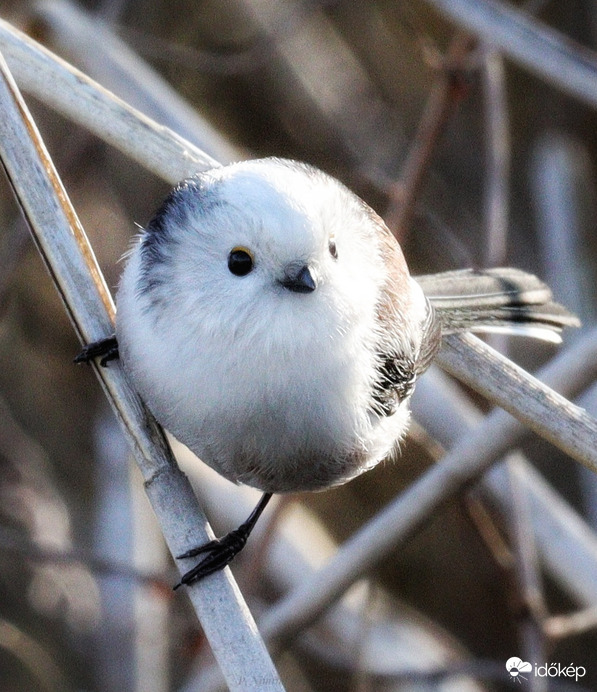 Egy másik hógolyó ☺️