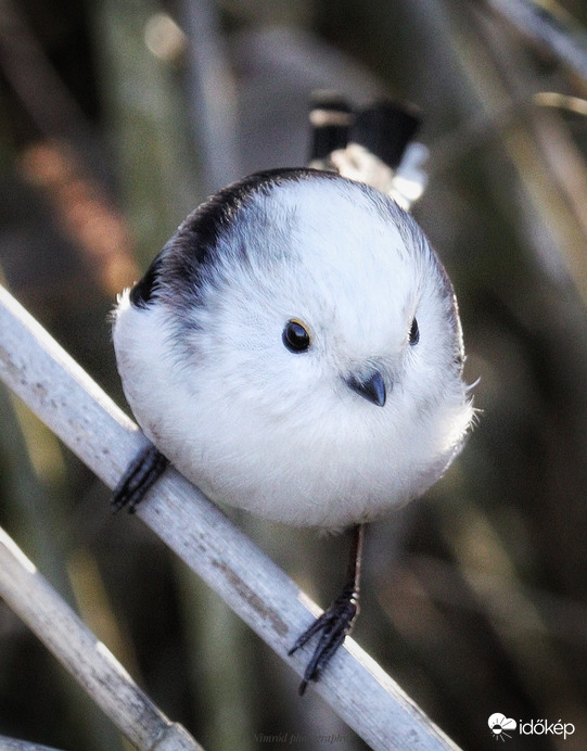 Cukiság gombóc ☺️