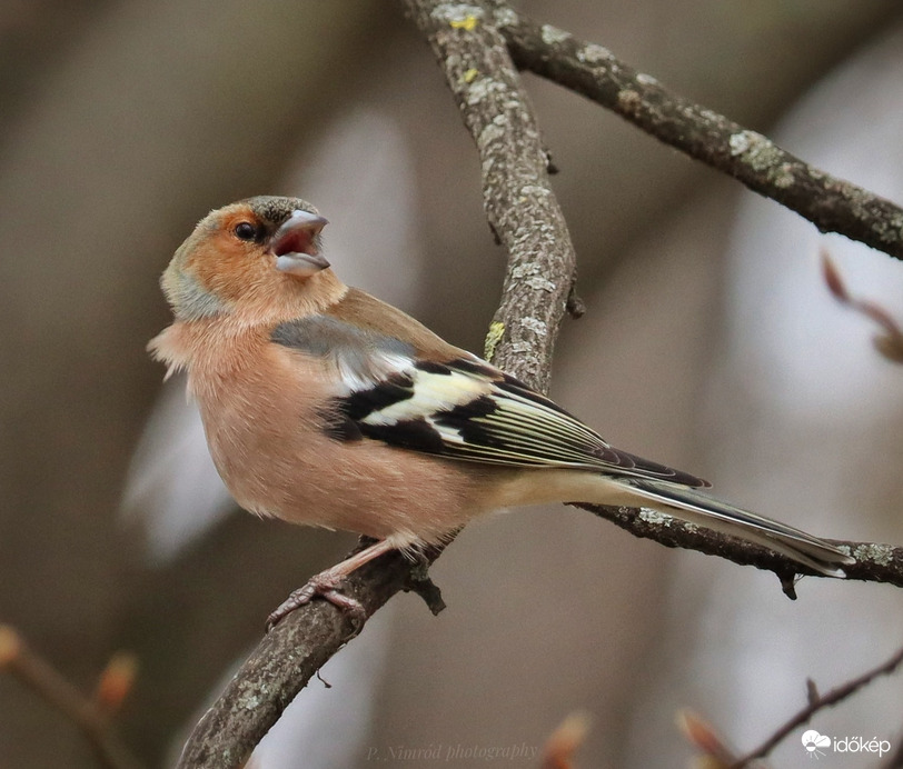 ,,Szóljon hangosan az ének..." ☺️