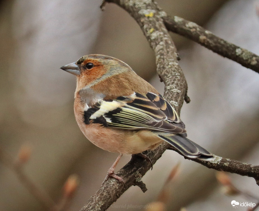 Erdei pinty hím ☺️