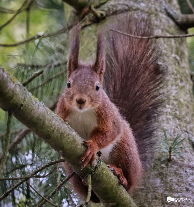 Kis kíváncsi ☺️