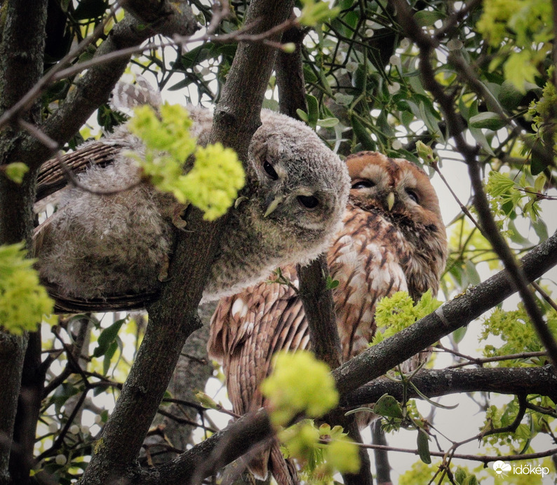Macskabagoly család 