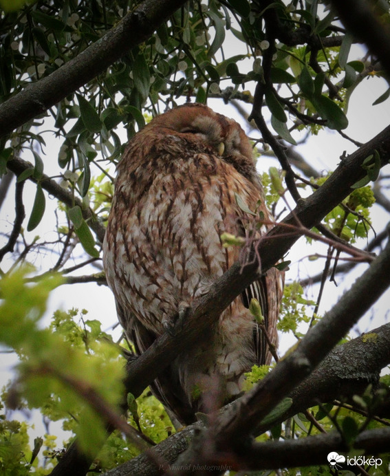 Macskabagoly, pontosabban macskabaglyok ☺️. 3-4-en vannak eddig ☺️