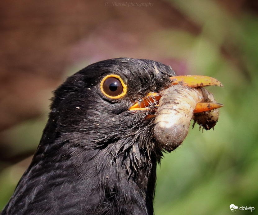 Egy nagyobb zsákmány 