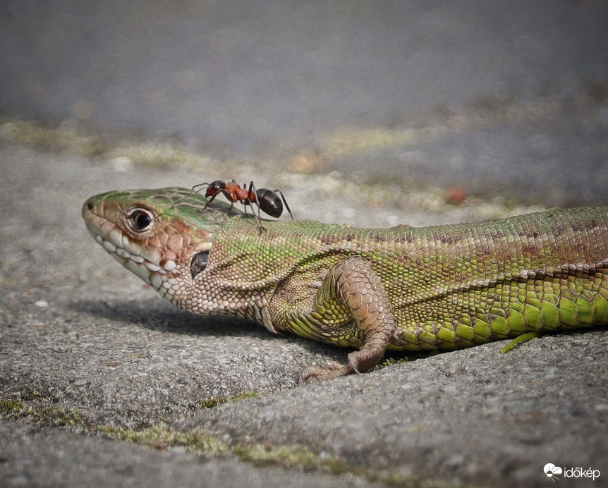 Nagyon bátor utas :D