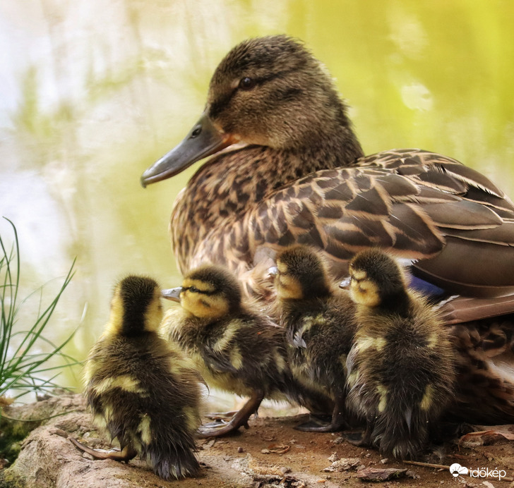 Családi idill ☺️