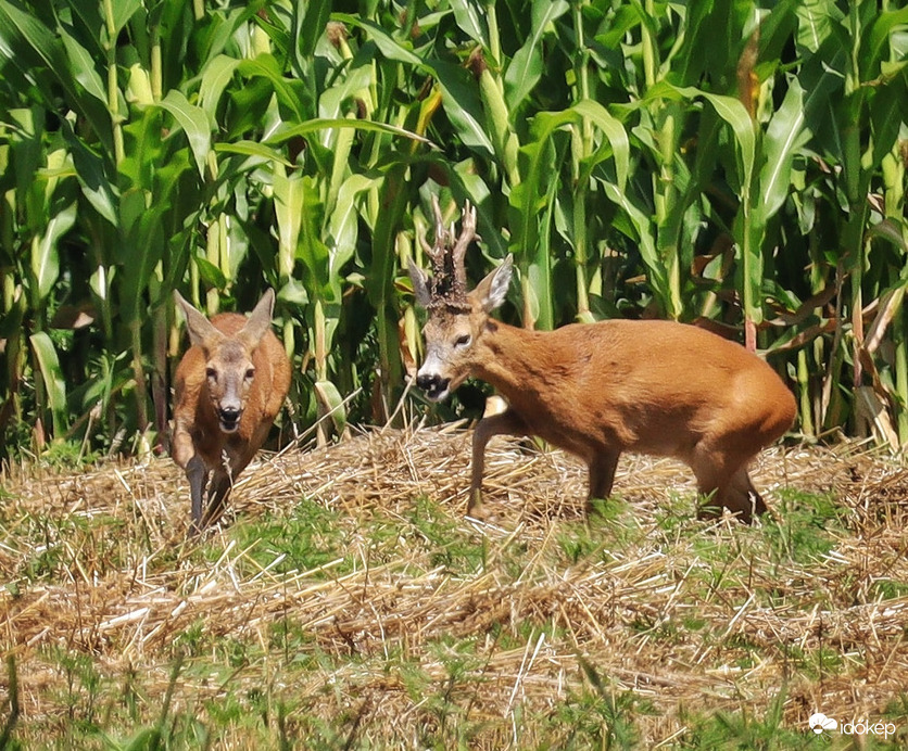 Őznász. Videót is készítettem róluk. Link a leírásban ☺️☺️
