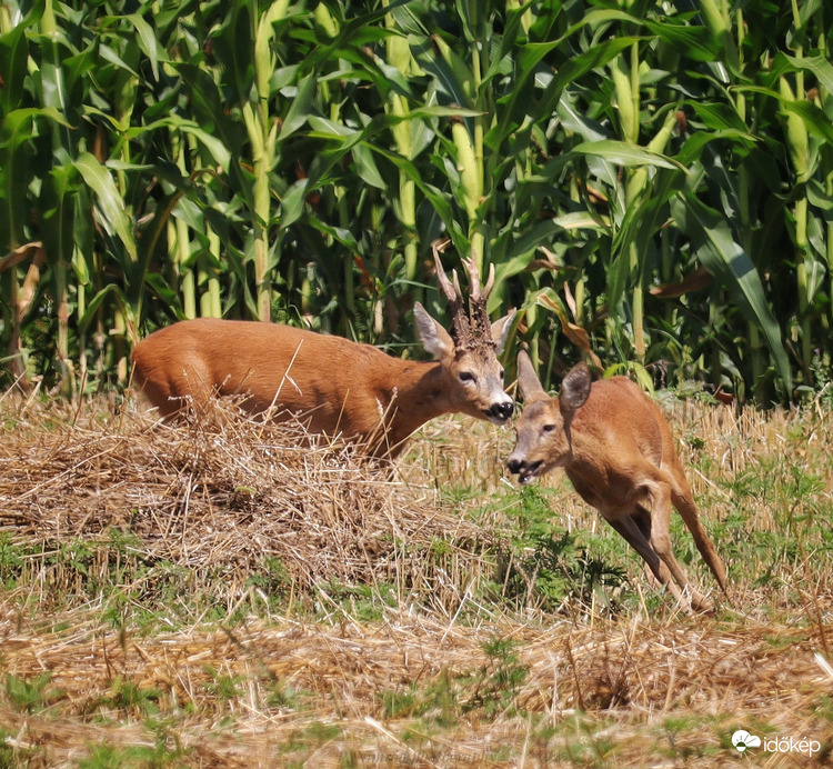 Őznász. Videót is készítettem róluk. Link a leírásban ☺️☺️