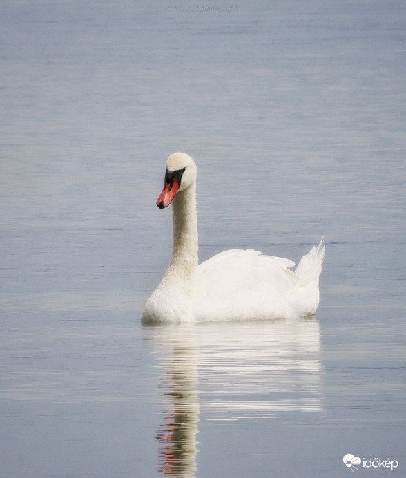 Fehérben tündöklő :)