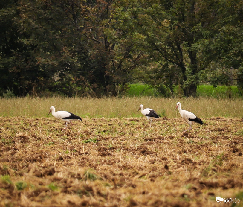 Tipikus nyári látkép :)