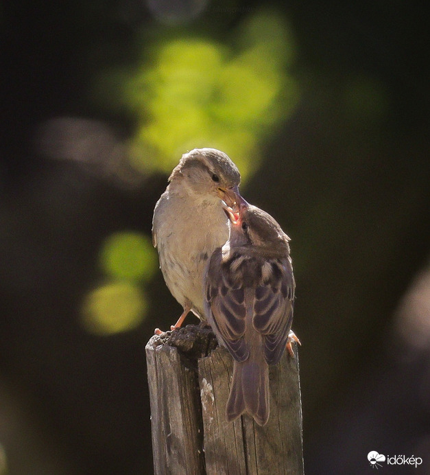 Etetés látványa a házunk ablakából ☺️