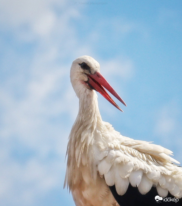Nemsokára útra kelnek 