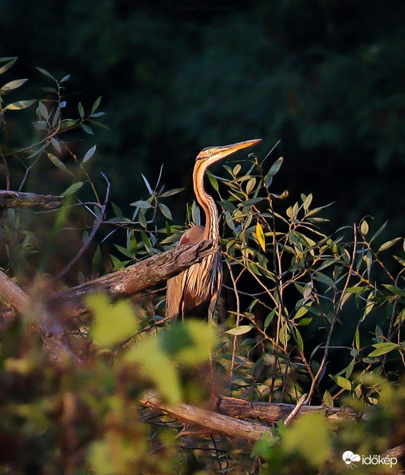 Vörösgém a lemenő nap fényében 
