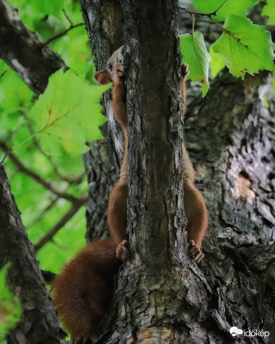Elbújtam, mostmár nem látsz :D 