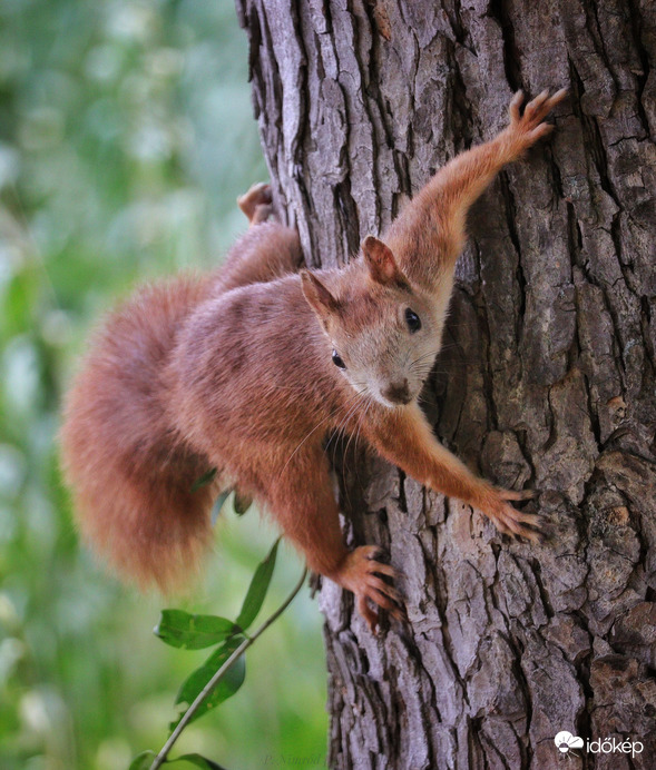 Valaki diót emlegetett?