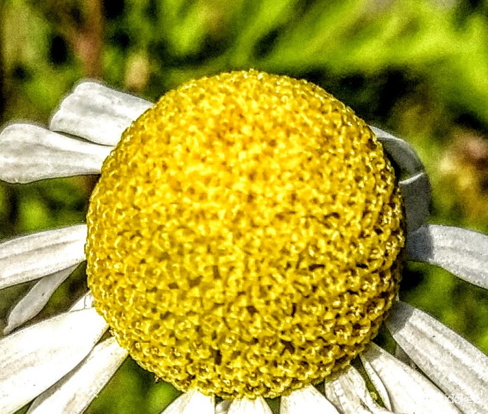 Fészekvirágzat