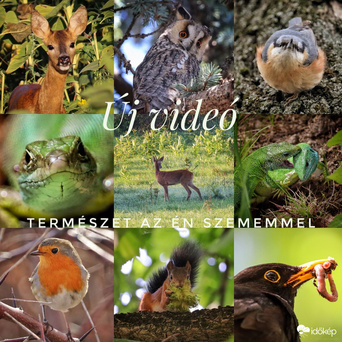 Első hosszabb természetfilmem ☺️. Remélem, hogy tetszeni fog Nektek is ☺️. Link a leírásban ☺️