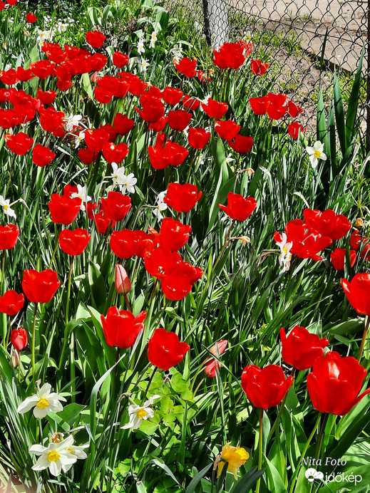 Tulipán özön 3