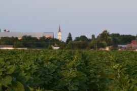Napraforgómező