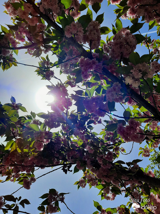 Japán Díszcseresznye Dévaványán, a parkban