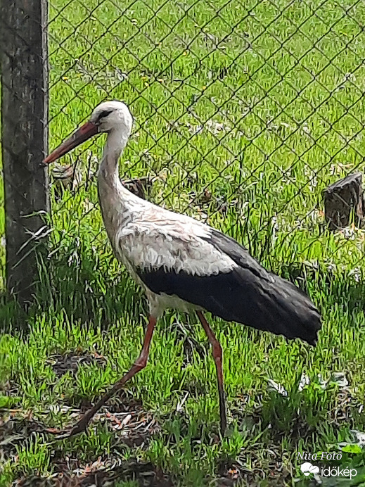 Gyönyörű teremtések!  :)
