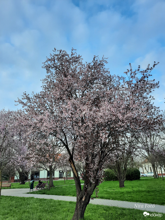 Vérszilvafa a parkban