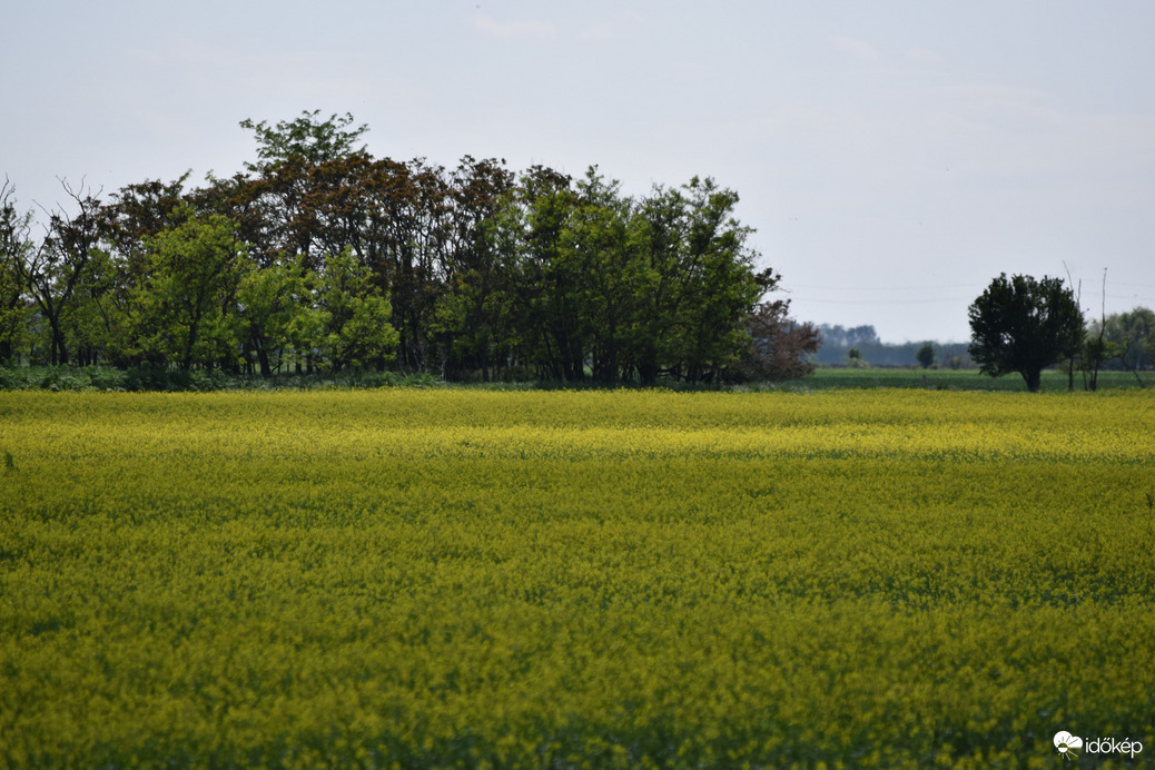 Repcemező Dévaványán 1