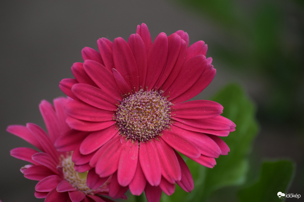 Gerbera 1