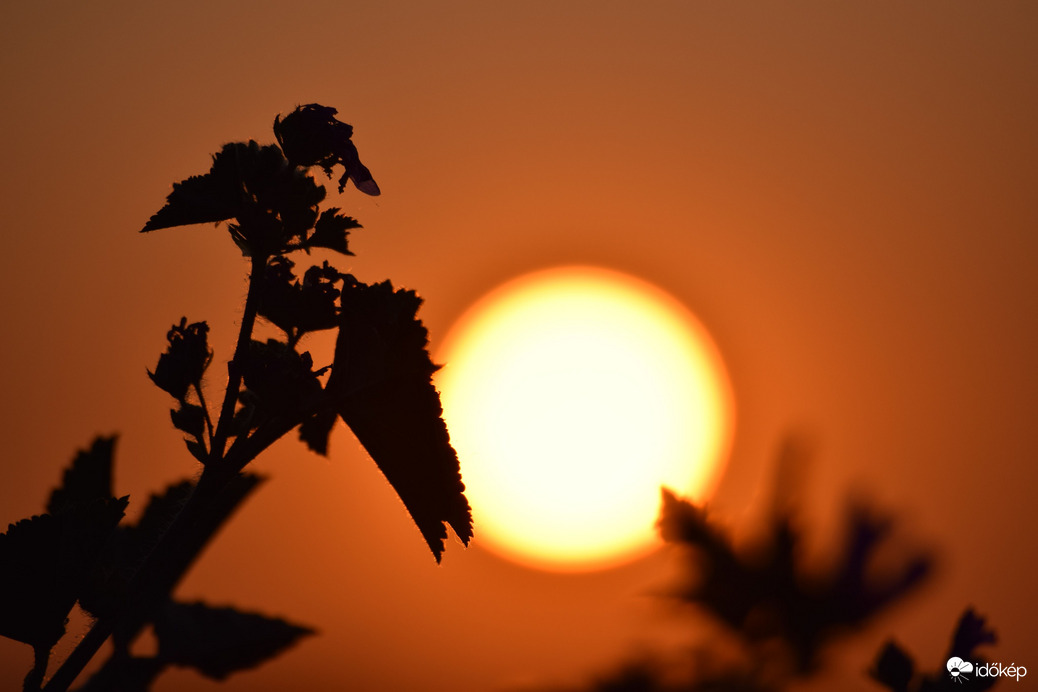 Lemenő nap & virágok 2