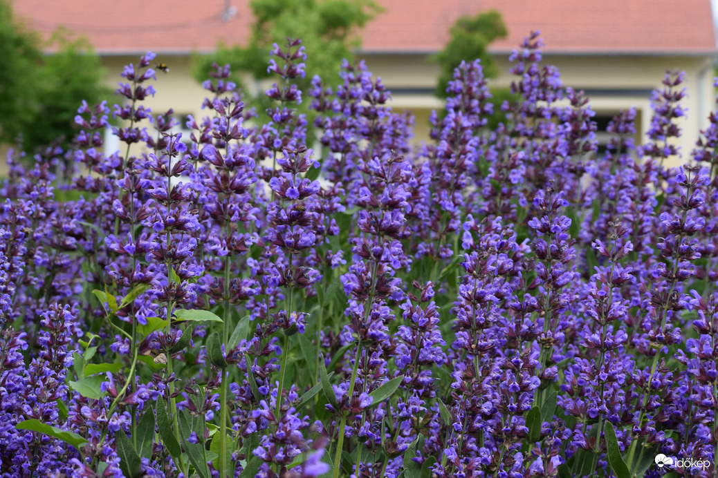 Közönséges Levendula 1