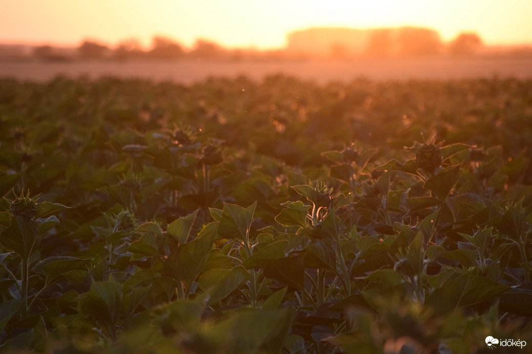 Napraforgómező a naplementében