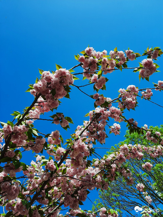 Japán Díszcseresznye Dévaványán, a parkban 4