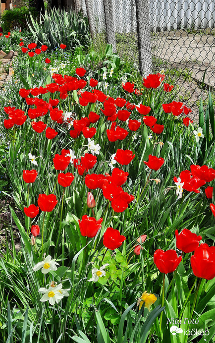 Tulipán özön 1