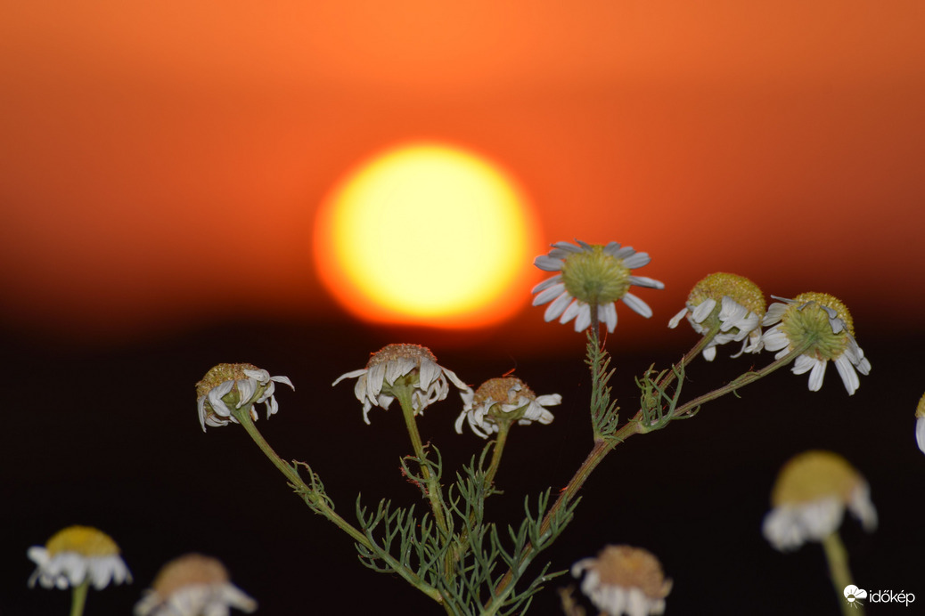 Lemenő nap & virágok
