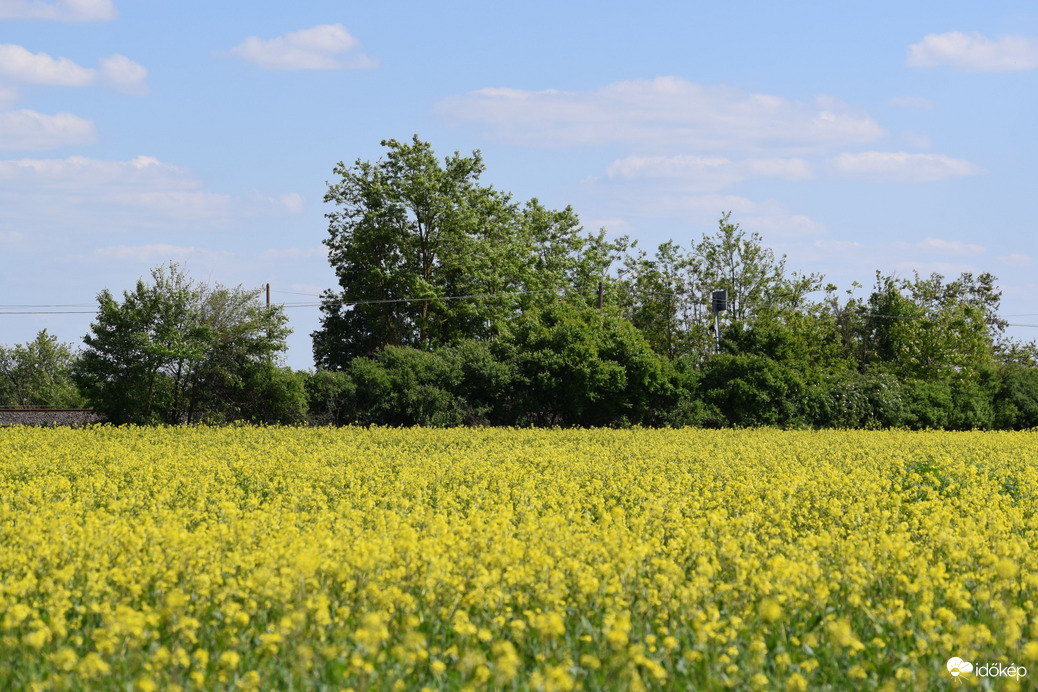 Repcemező Dévaványán 3