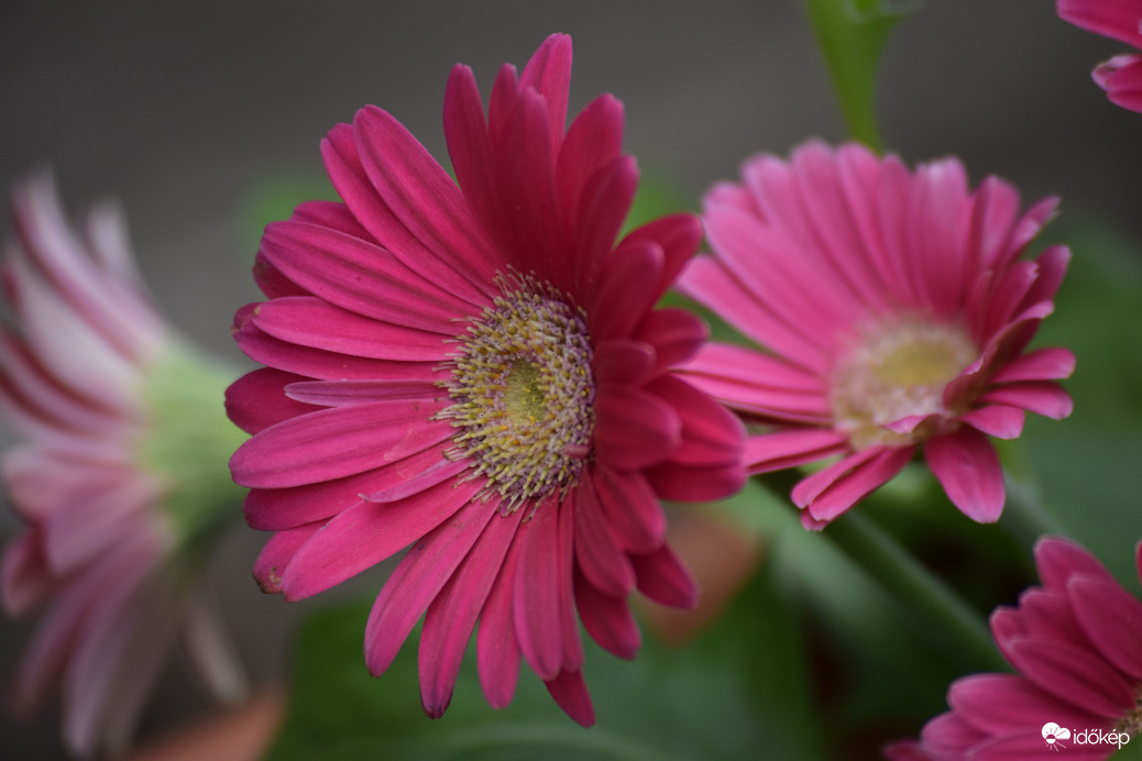 Gerbera 2