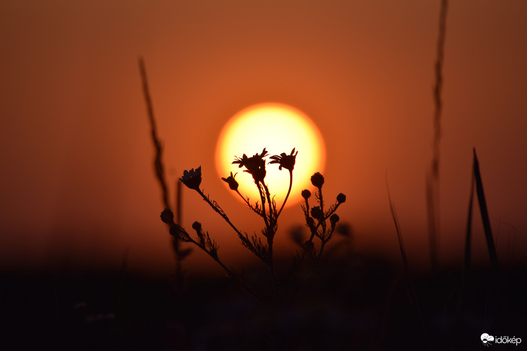 Lemenő nap & virágok 4