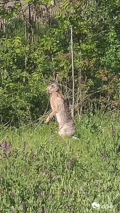Kellemes Húsvéti Ünnepeket Mindenkinek!  :)