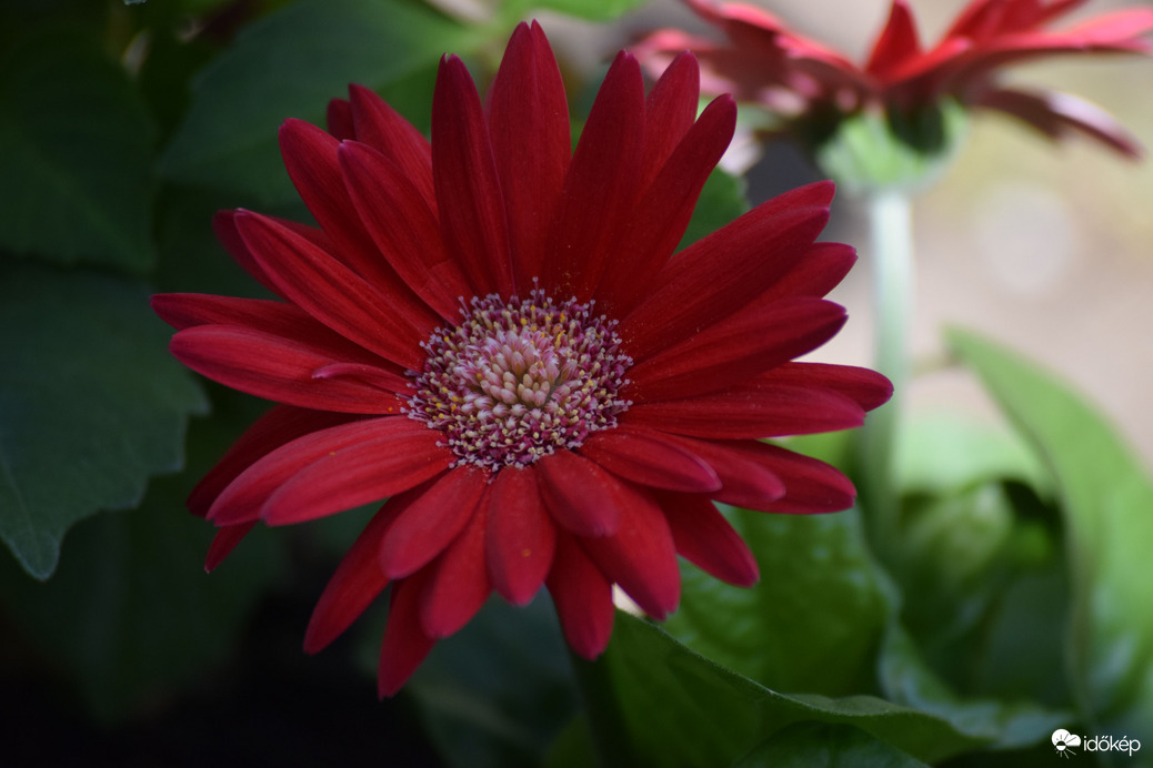 Gerbera